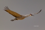 Bosque-del-Apache-National-Wildlife-Refuge;Flying-Bird;Grus-canadensis;Photograp